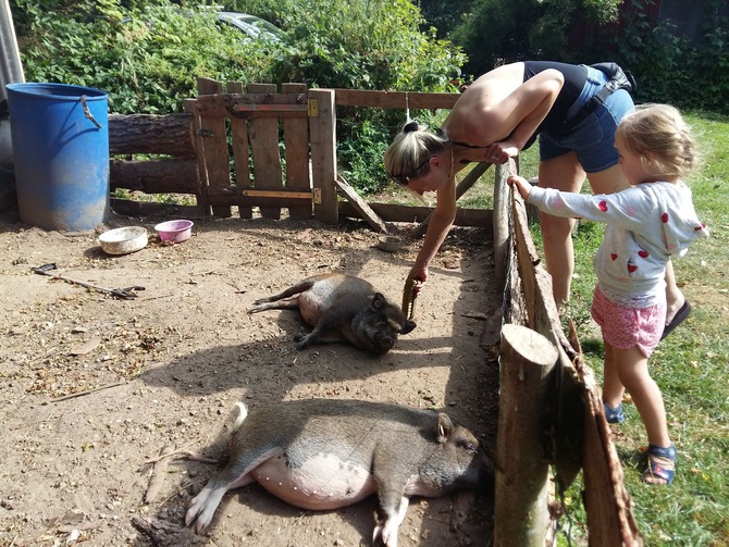 Ferienwohnung in Kükelühn - Ferienhof Blöhs - Die Schweine werden gebürstet