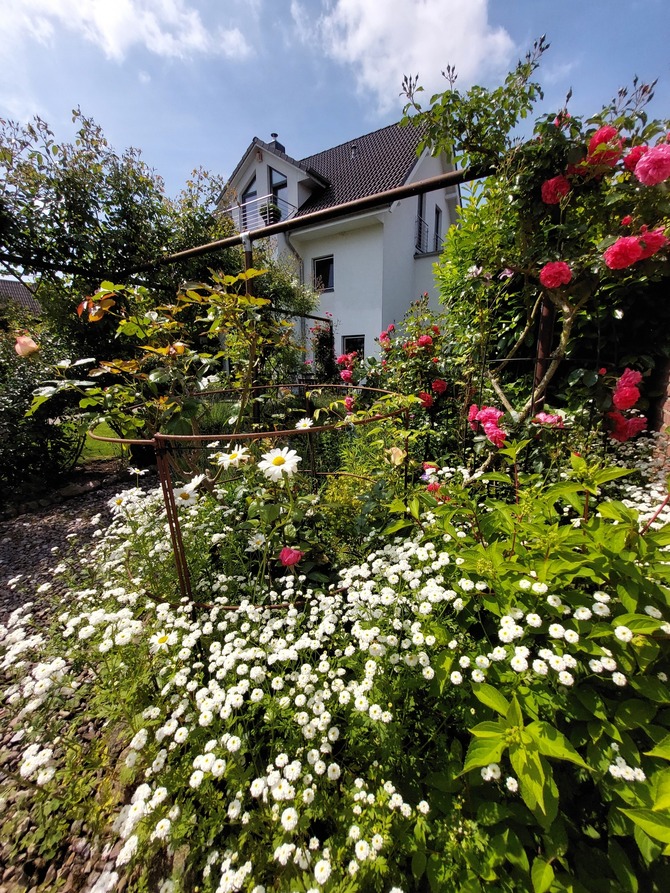 Ferienwohnung in Döhnsdorf - Haus am Steinwall - Rosengarten
