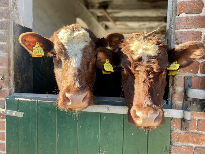 Ferienwohnung in Rettin - Bauernferienhof Kluvetasch Ostseeblick - Dtsch Shorthorn