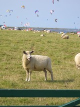 Ferienwohnung in Fehmarn OT Neue Tiefe - Schmuckst&uuml;ck am Binnensee - Bild 23