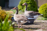 Ferienwohnung in Fehmarn OT Lemkendorf - Ferienhof Becker - Kutterliebe - Bild 6