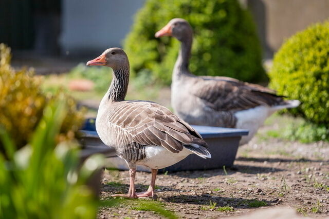 Ferienwohnung in Fehmarn OT Lemkendorf - Ferienhof Becker - Kutterliebe - Bild 6