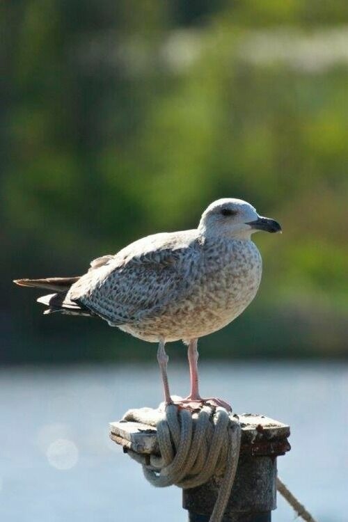 Ferienwohnung in Gr&ouml;mitz - "Haus Frohnau - App. 2" - Bild 22