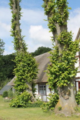 Ferienwohnung in Gr&ouml;mitz - "Wohnung: Holzkoppel - Hof Jasen" - Bild 19