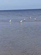Ferienwohnung in Karlshagen - ferienwohnung köster - Bild 19