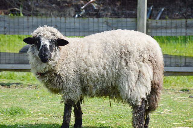 Ferienwohnung in Fehmarn OT Staberdorf - Landhaus 6, inkl. 1 Parkplatz - Bild 20