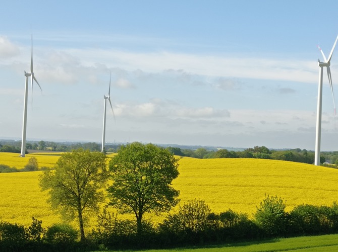 Ferienwohnung in Schönwalde - Hügelkate in Vogelsang - Rapsblüte in Ostholstein