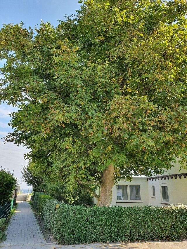 Ferienwohnung in Dahme - Hagelstein I "Donnerkeil" - Bild 15