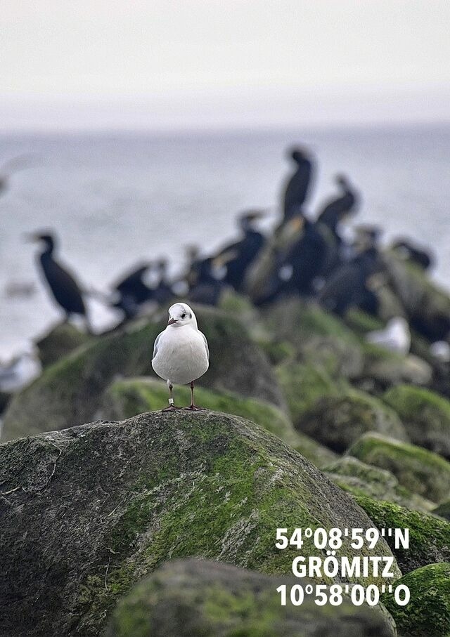 Ferienwohnung in Gr&ouml;mitz - Strandnahes Design-Wohlf&uuml;hlappartement - Urlaub von Anfang an - Bild 21