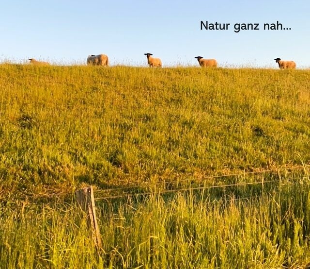 Ferienwohnung in Wendtorf - Meeresbrise - Bild 23