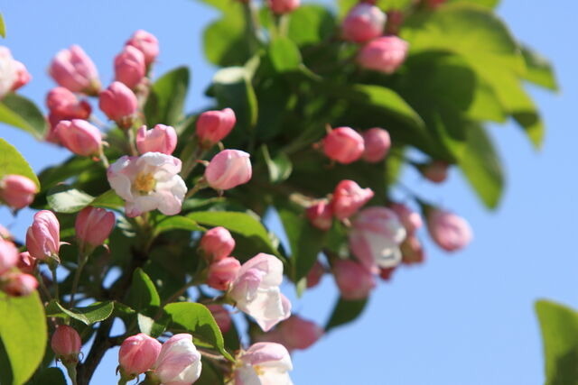 Ferienhaus in Fehmarn - Haus im Apfelgarten 3 - Bild 14