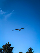 Ferienhaus in Glücksburg - Ferienhaus Seeadler 32 - Bild 23