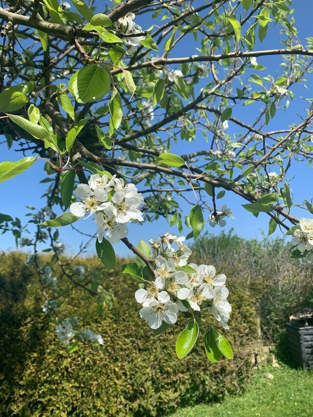Ferienhaus in Hasselberg - Ferienhaus Knorrl&uuml;ck - Bild 18