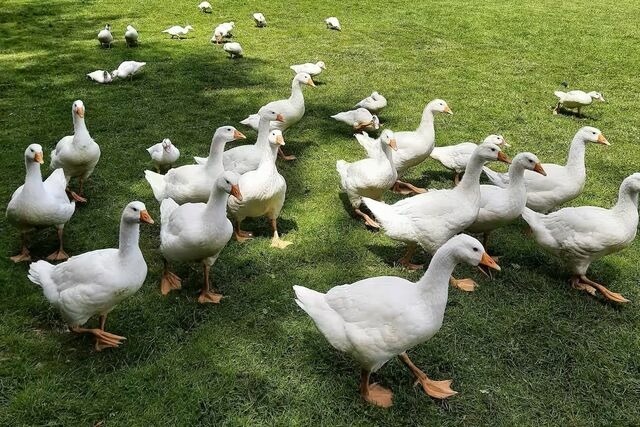 Ferienwohnung in Gro&szlig;enbrode - Landlust - Bild 15