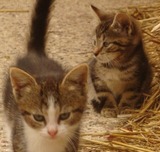 Ferienwohnung in Fehmarn OT Schlagsdorf - Bauernhof Urlaub FeWo Nr. 3 - 5-Personen - Bild 15