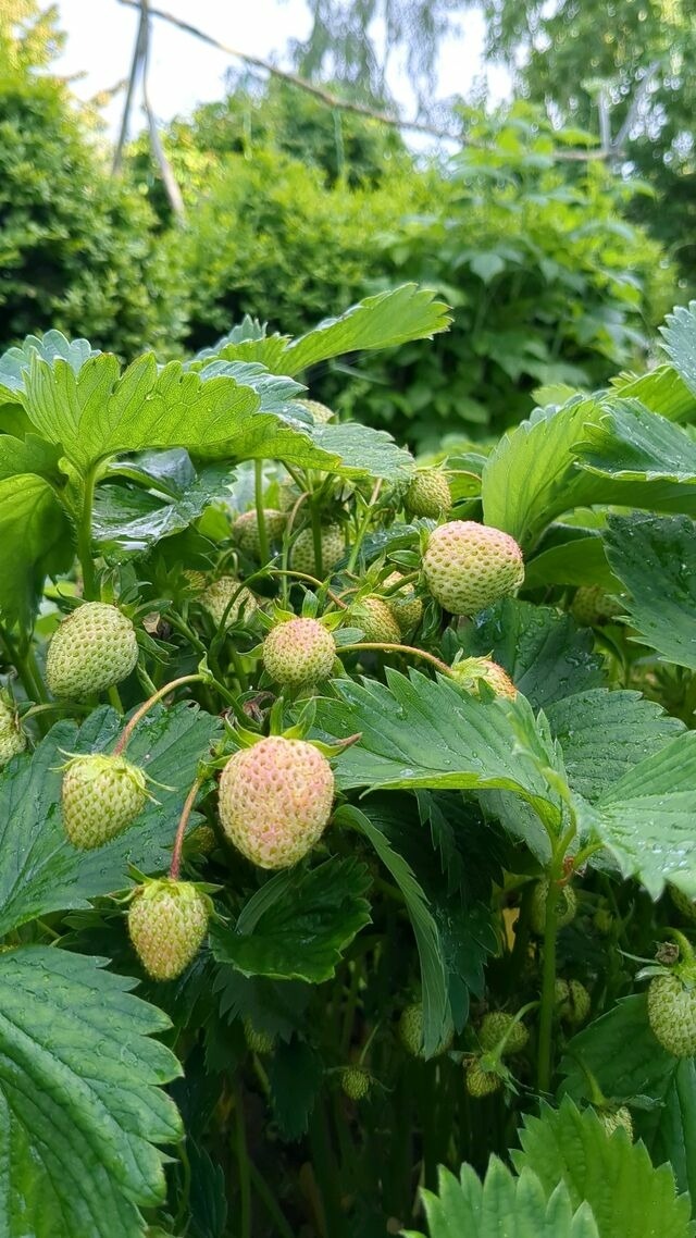 Ferienwohnung in Grube - Edler Altbau, 2,80m breites Doppelbett - Bild 15