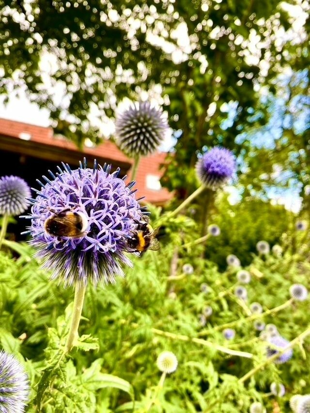 Ferienhaus in Schönwalde - Alte Kate - Bild 19