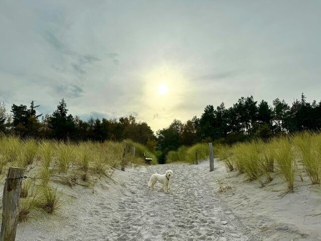 Ferienhaus in Ostseeheilbad Zingst - Am Deich 48 - Haus Sonne - Bild 22