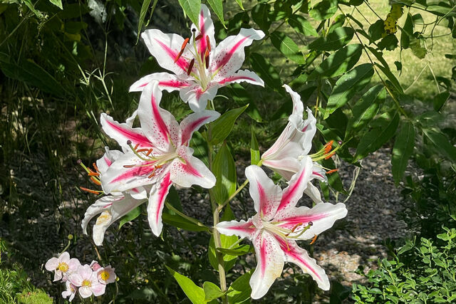 Ferienwohnung in Sch&ouml;nberg - Ostseeschwimmerin - Bild 18