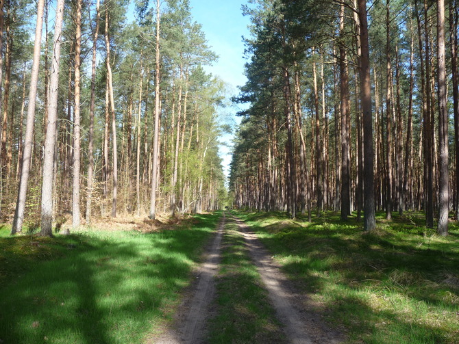 Ferienwohnung in Rostock - Ferienwohung Ostseewald - Bild 15