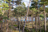 Ferienwohnung in Baabe - Kurparkresidenz Baabe Maia - Bild 3